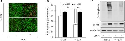 Hydrogen sulfide protects against toxicant acrolein-induced ferroptotic cell death in Sertoli cells